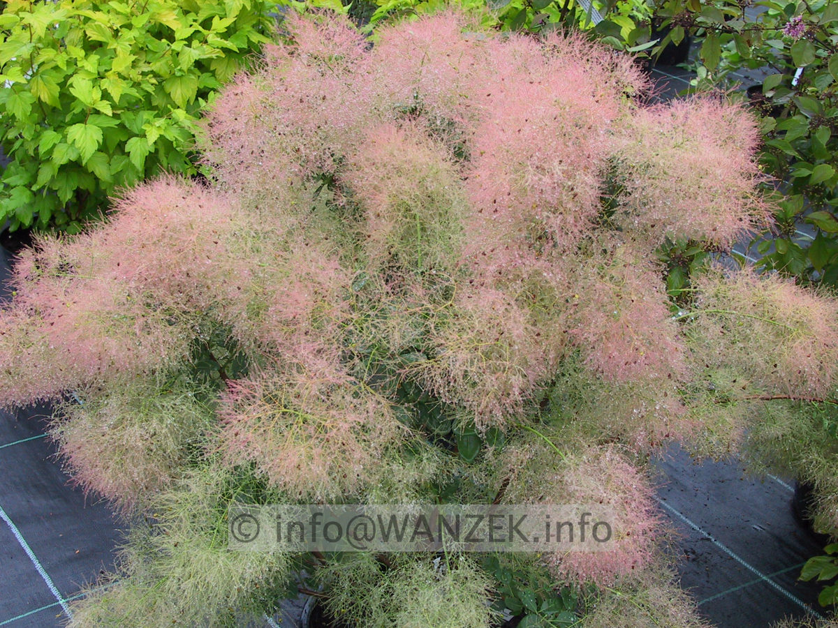 Cotinus coggygria Young Lady - Blueten2.JPG